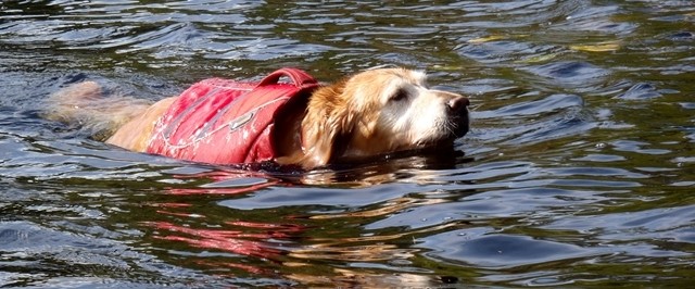 Exercising your older dog with a float coat