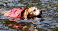 Exercising your older dog with a float coat