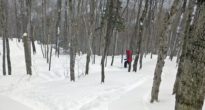 Even at lunchtime, there's still plenty of fresh in BMOM's glades. For $20, it's hard to beat! (EasternSlopes.com)